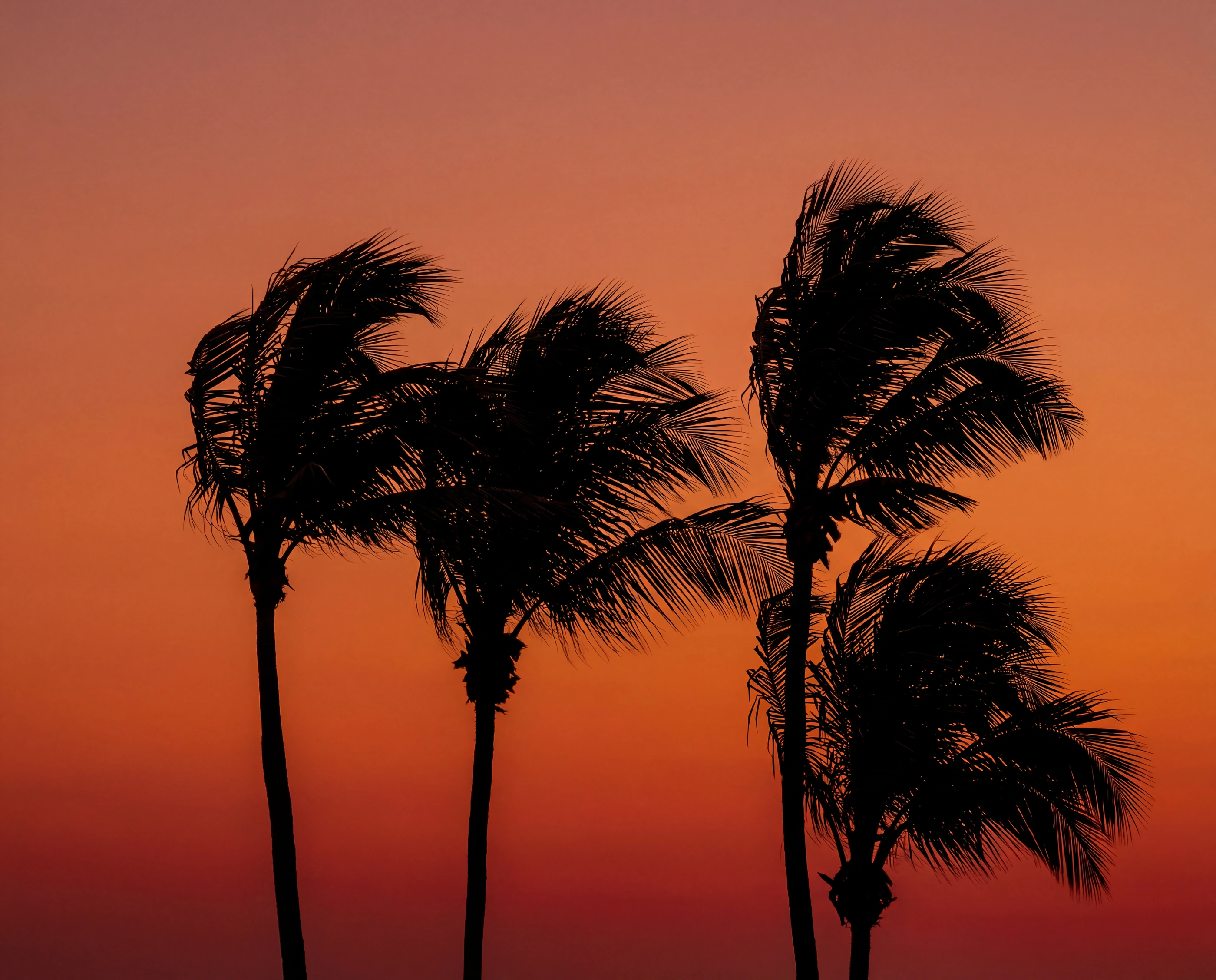 palms silhouette sunset