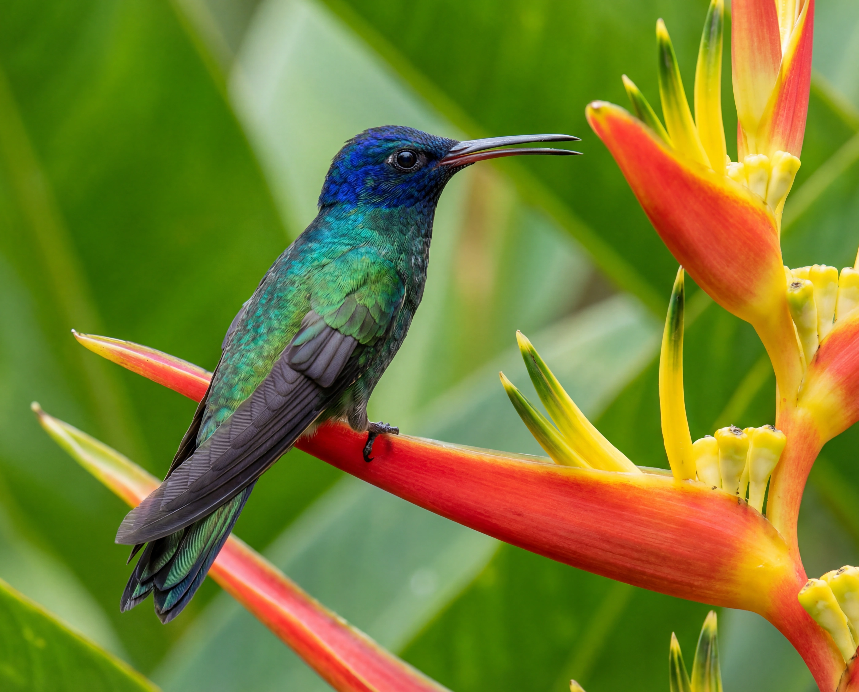 hummingbird heliconia flower