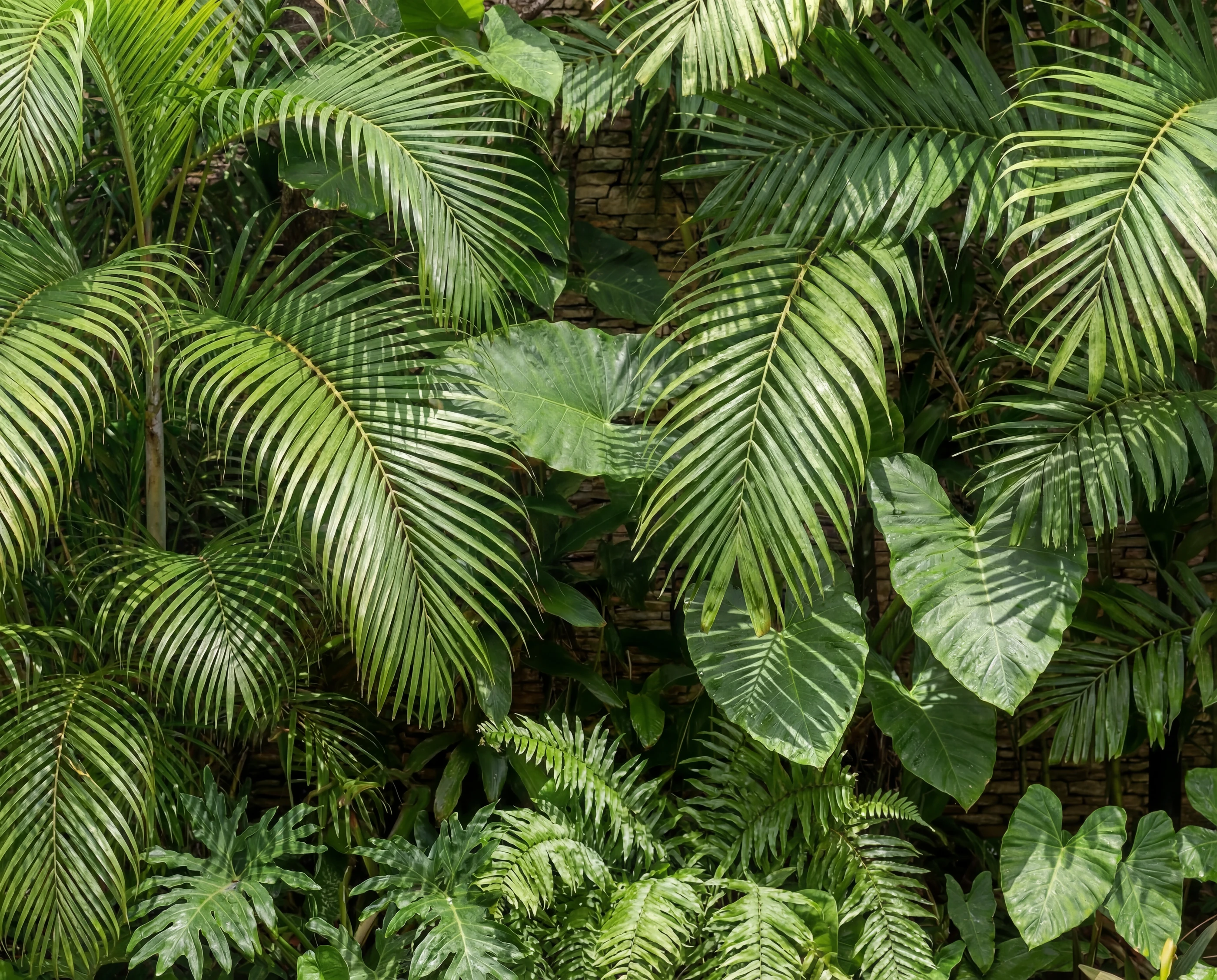 A wall of tropical foliage: palm fronds, large monstera leaves, and ferns.