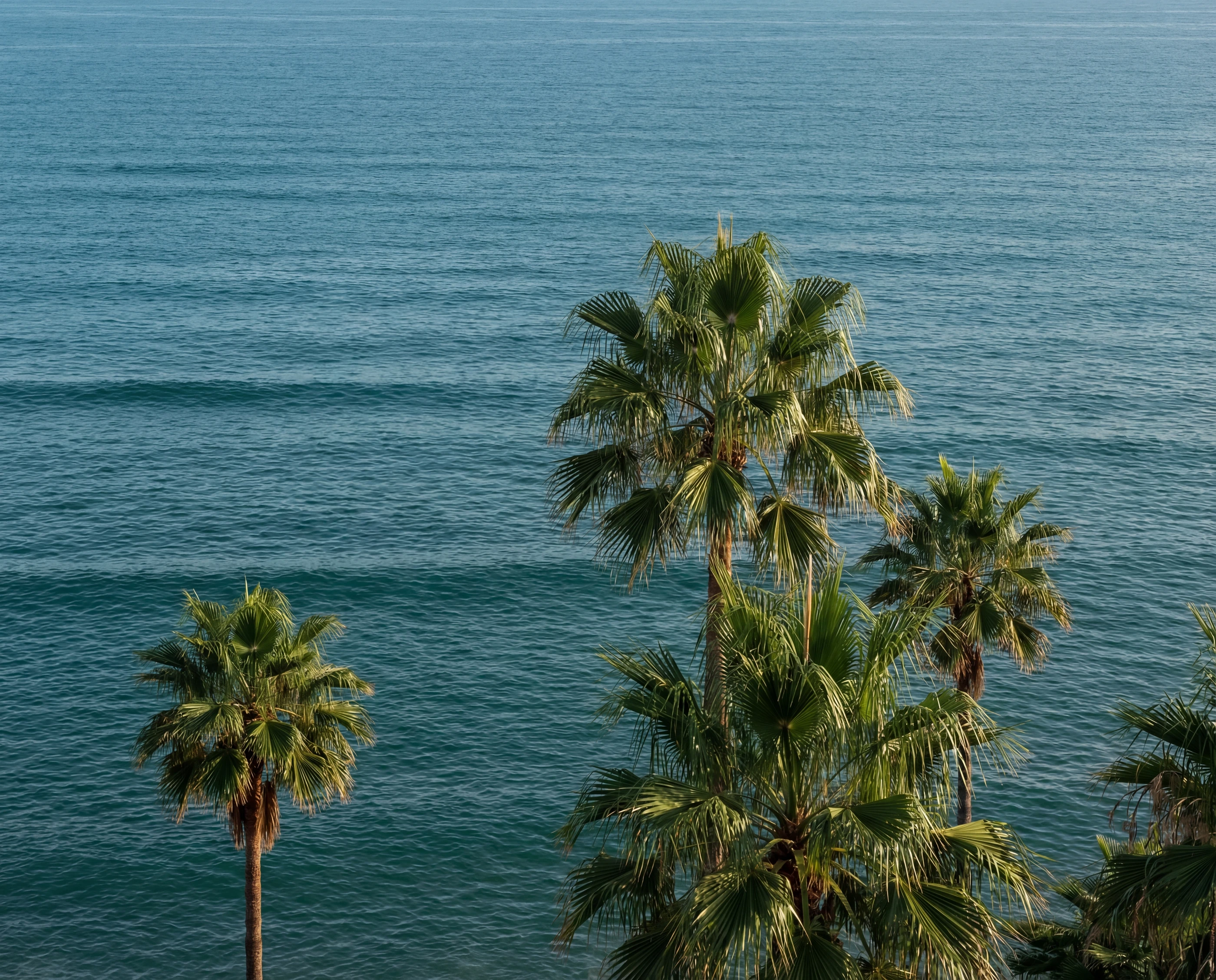 Palms in the foreground, the Atlantic behind, a clean horizon.