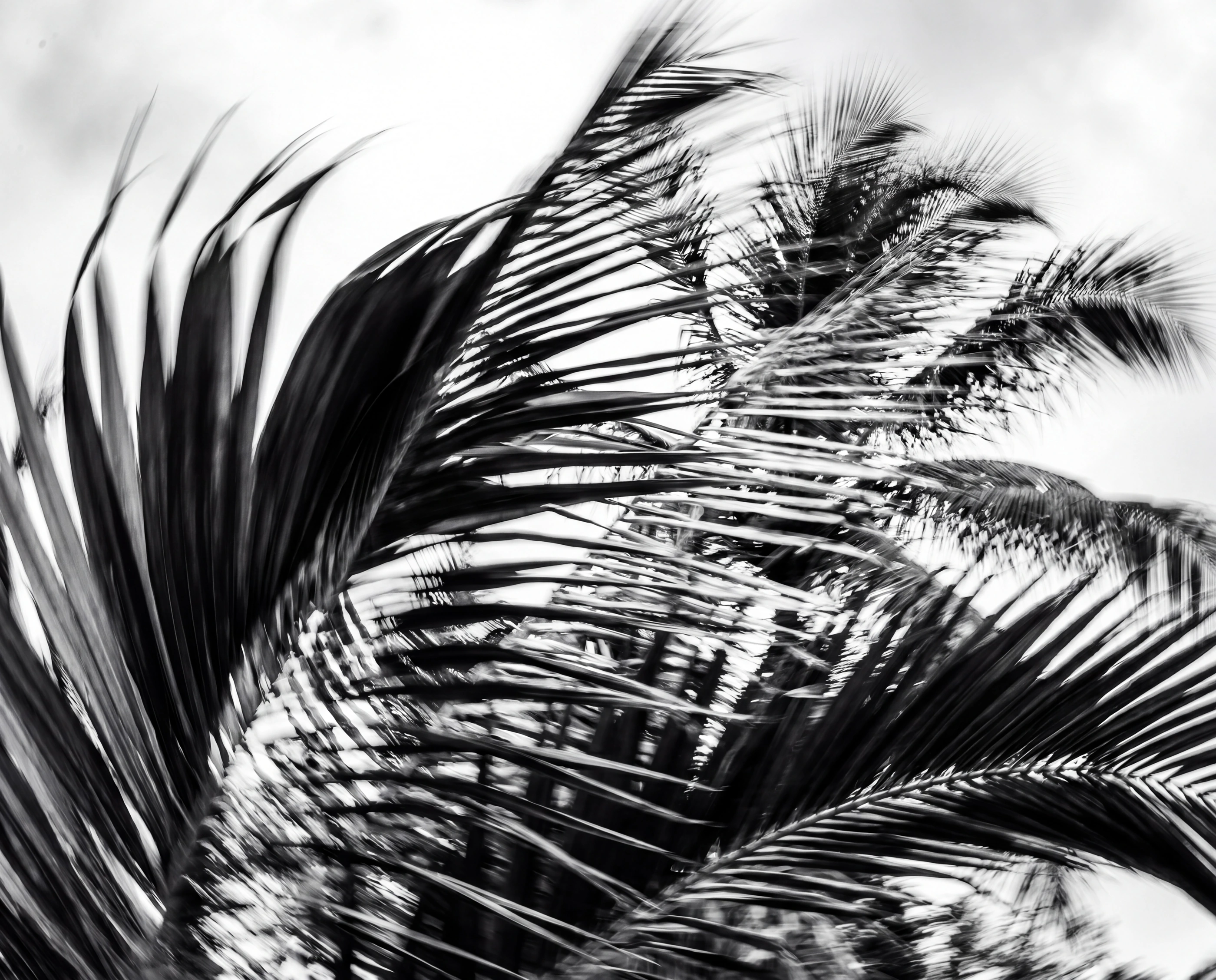 Black and white photograph of daily life in Jericoacoara.