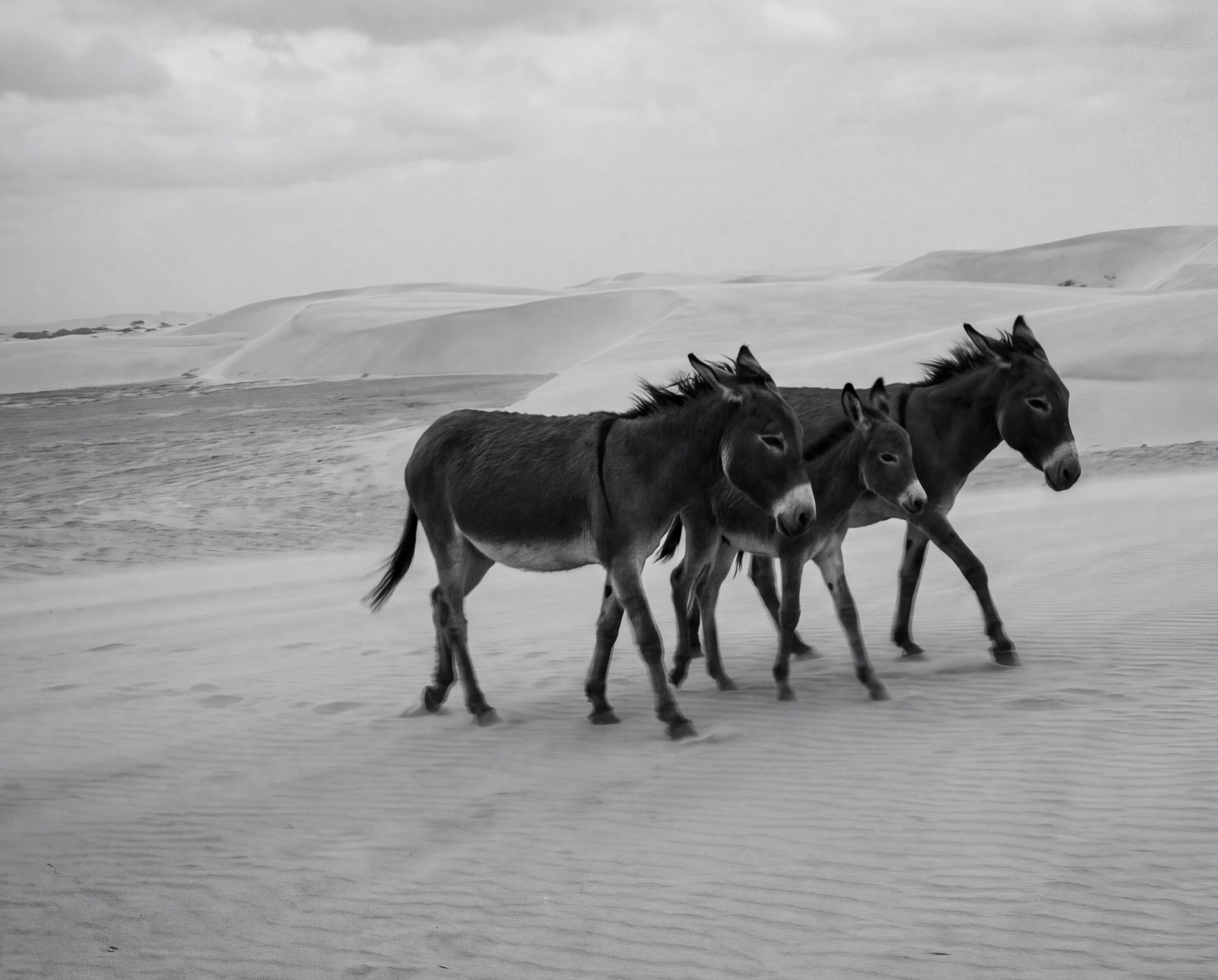 Black and white photograph of daily life in Jericoacoara.