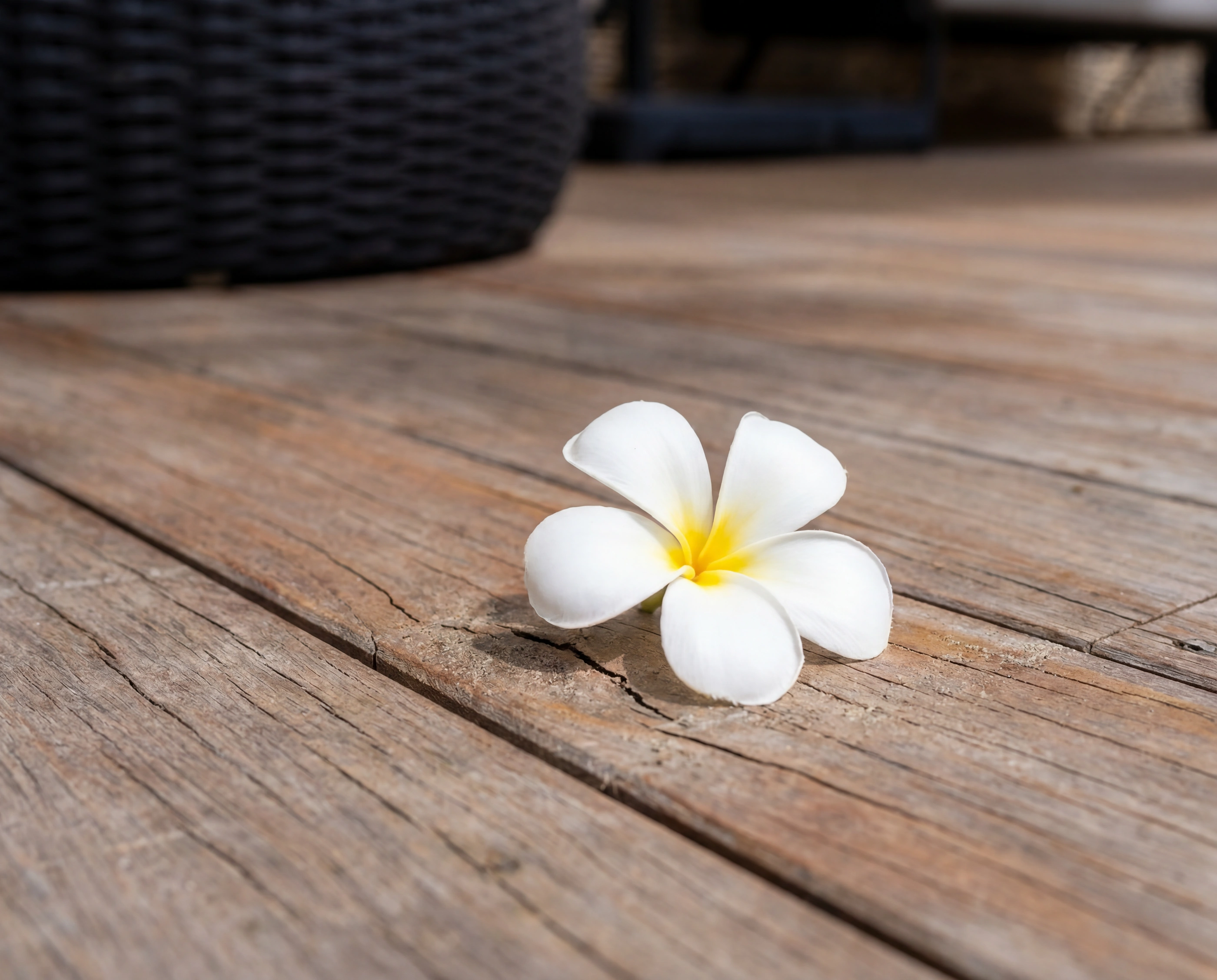 frangipani flower wood deck