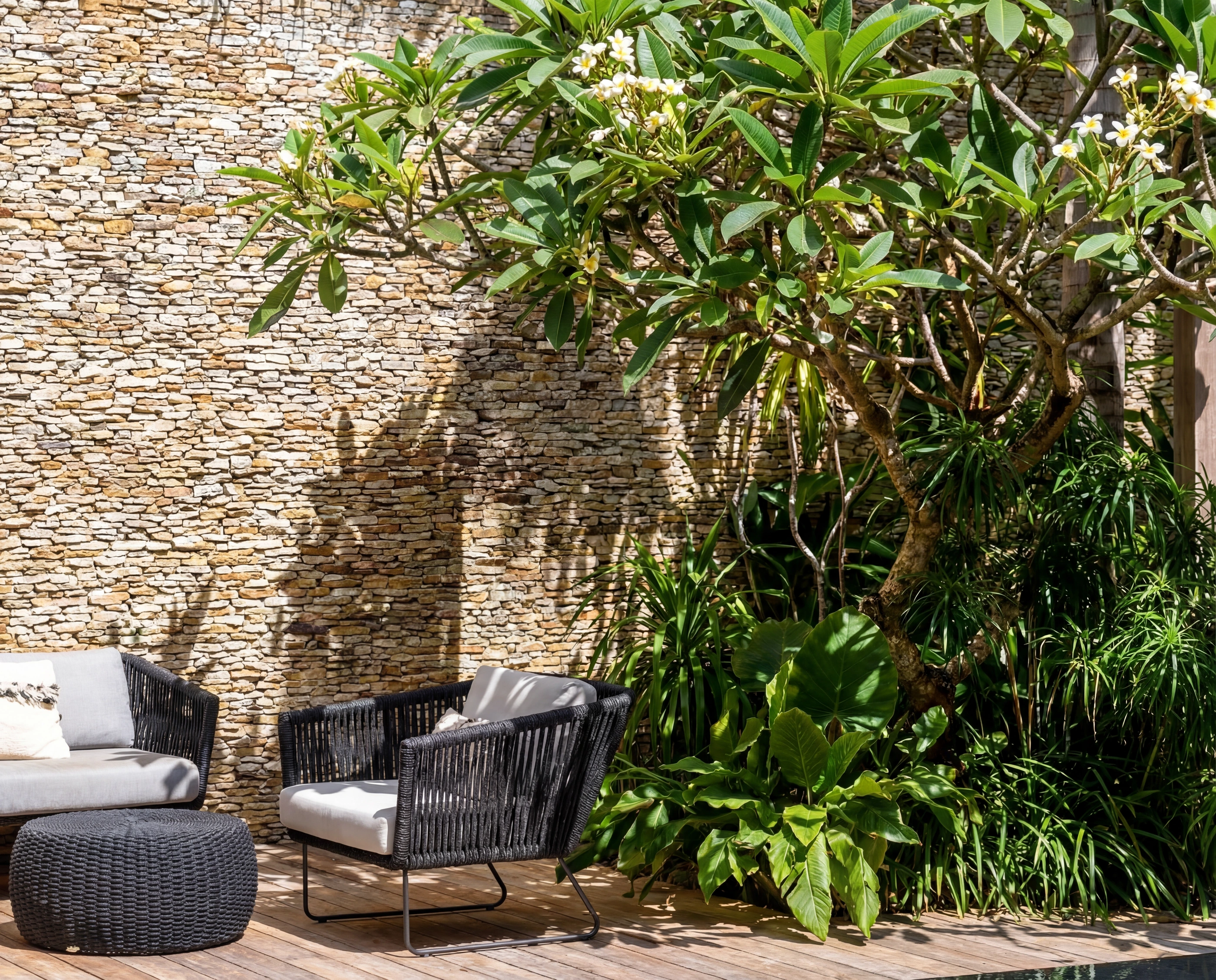 deck armchairs frangipani tree