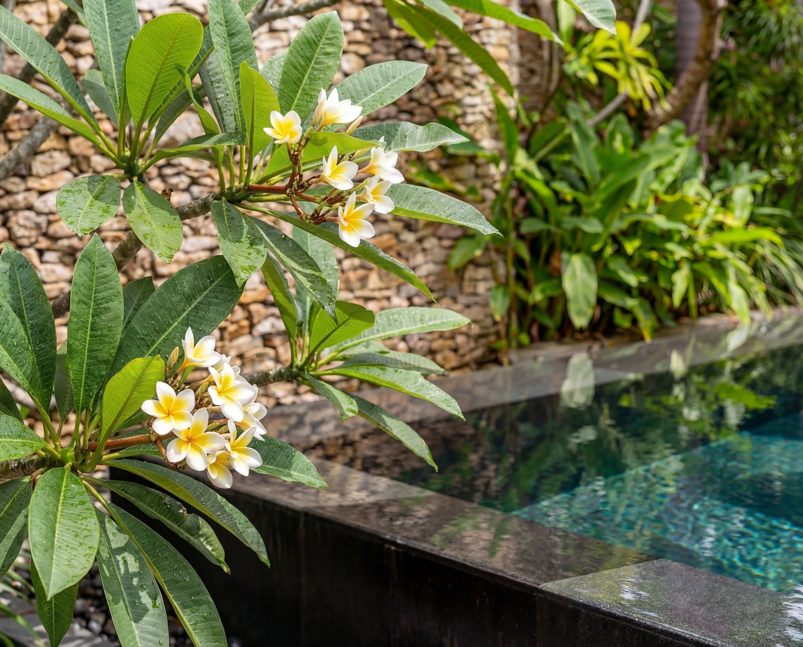 frangipani blooms pool edge