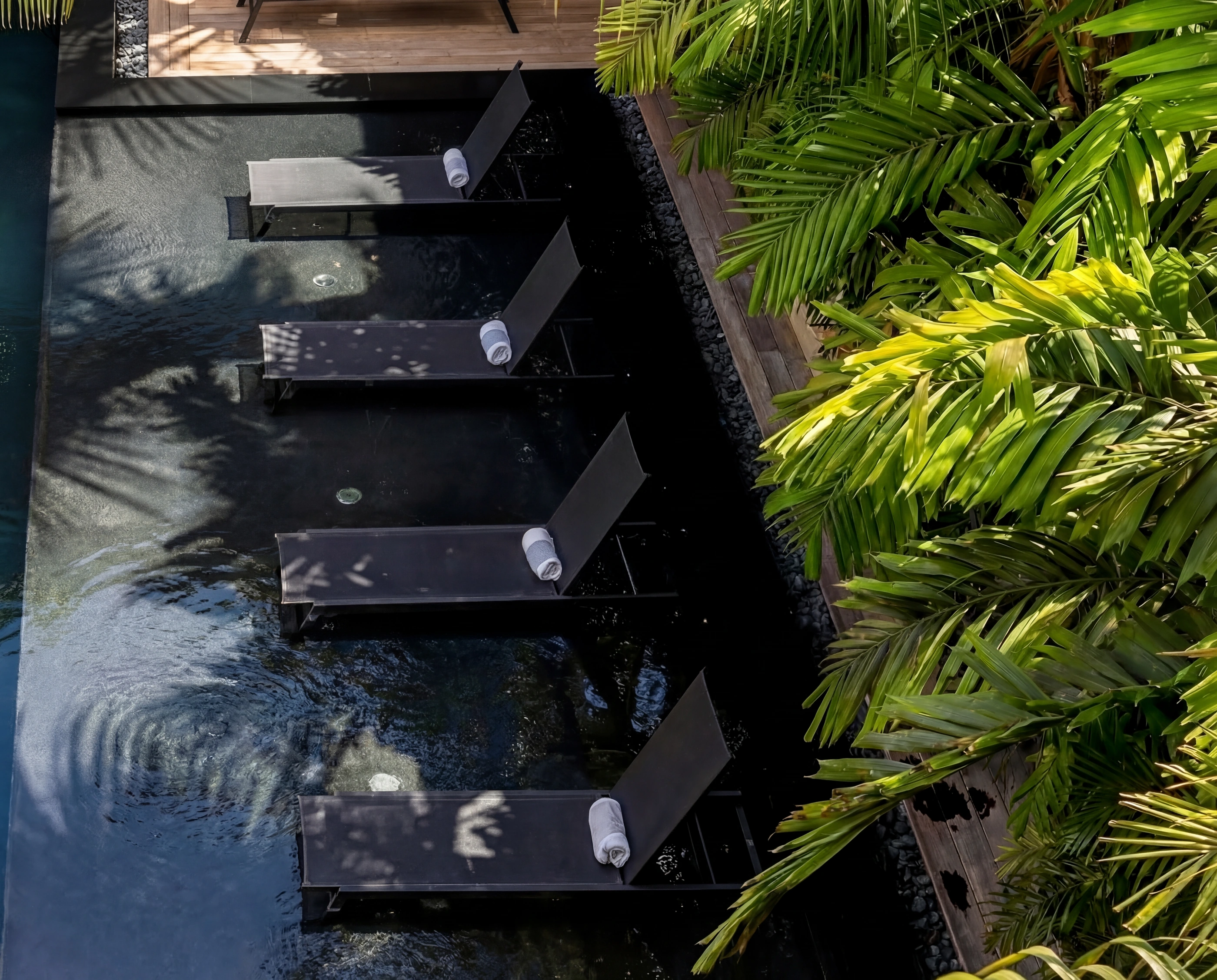 pool loungers overhead palms